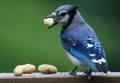 Close-up of bird with peanuts perching on railing