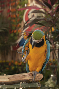 Close-up of parrot perching on branch