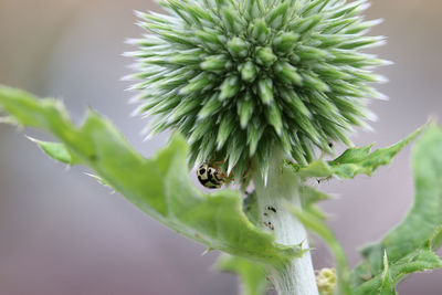 Close-up of insect on plant