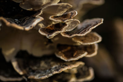 Close-up of plant against blurred background