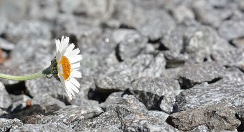 Close-up of white flower on rock