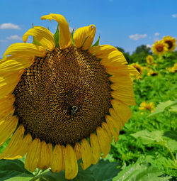 Close-up of sunflower