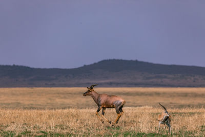 Horses in a field