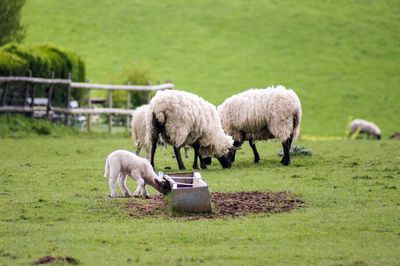 Sheep grazing in a field