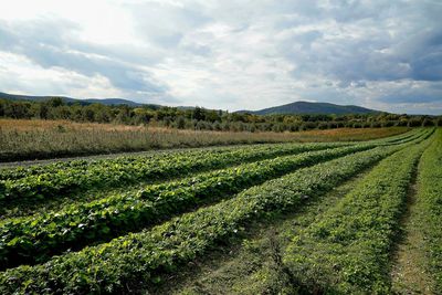 Scenic view of agricultural field against sky