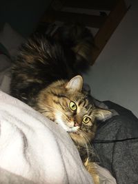 Close-up of cat sitting on bed at home
