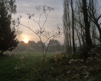 Trees in forest against sky during sunset