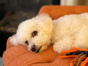 Close-up portrait of a dog