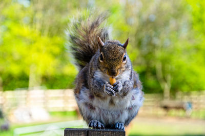 Close-up of a squirrel eating