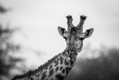 Low angle view of giraffe against sky