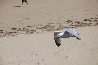 Seagull flying over beach