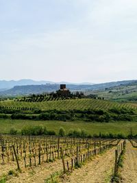 Scenic view of vineyard against sky