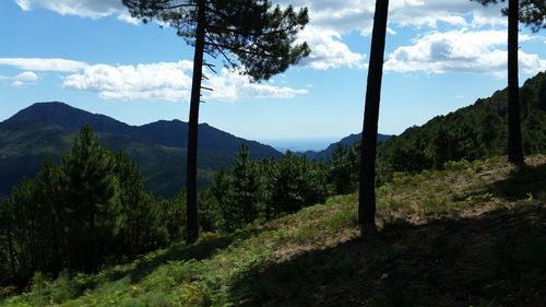 Trees on landscape against sky