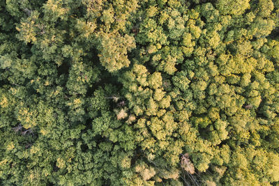 Full frame shot of lichen on land
