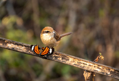 Close-up of bird perching on branch