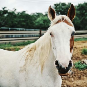 Close-up of white horse standing on field