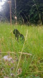 Close-up of fresh green grass in field