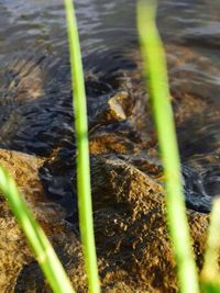 Close-up of grass in water