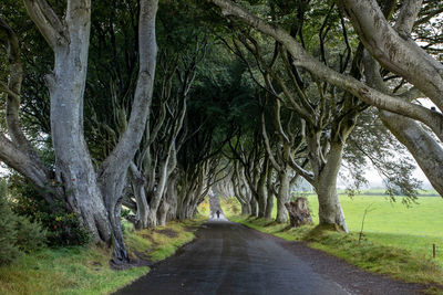 Road amidst trees in forest