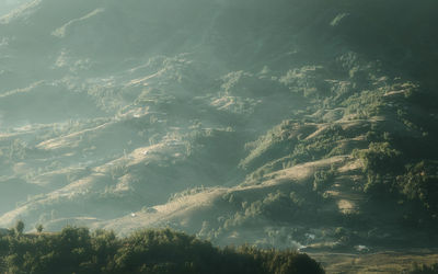 Aerial view of forest against sky