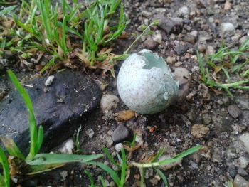 Close-up of grass growing on field