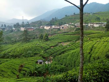 View of the tea plantations in the peak area of bogor - indonesia