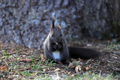 Squirrel sitting on a field