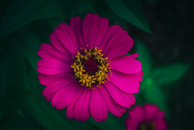 Close-up of pink flower