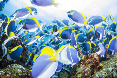 View of coral swimming in sea