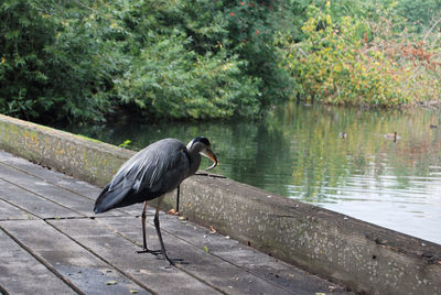 High angle view of gray heron perching on wood by lake