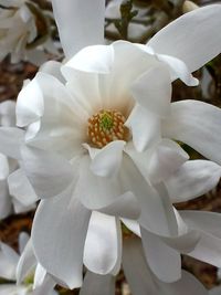 Close-up of white flower