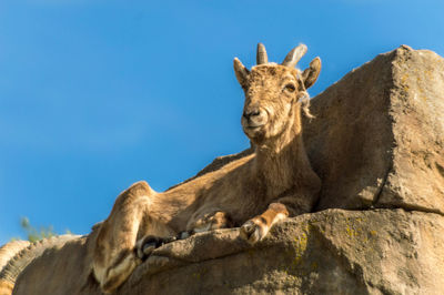 Low angle view of giraffe on rock against clear sky