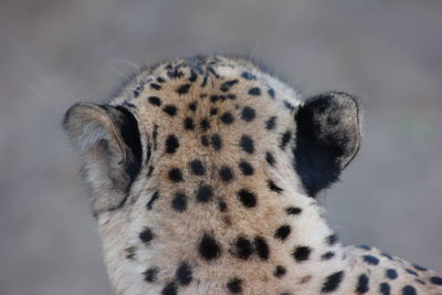 Close-up of leopard