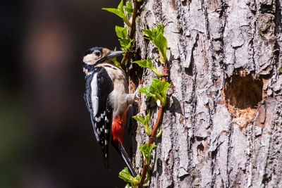 Close-up of butterfly perching on tree trunk