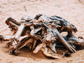 Close-up of animal skull on field