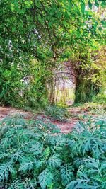 Plants growing in forest