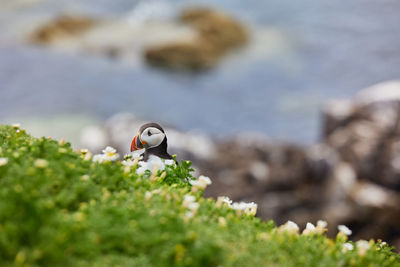 Puffin standing on a rock cliff . fratercula arctica