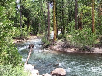High angle view of river amidst trees in forest