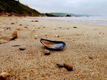 Close-up of shells on sand at beach against sky
