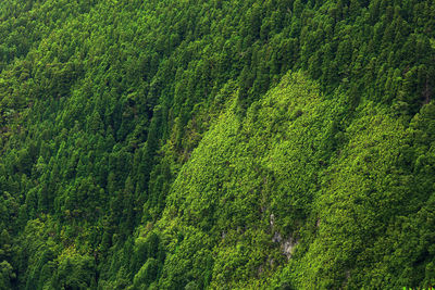 Full frame shot of trees in forest