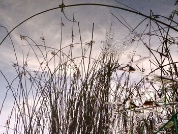 Plants growing by lake against sky