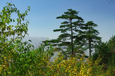 Scenic view of flowering tree against sky