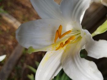 Close-up of white flower
