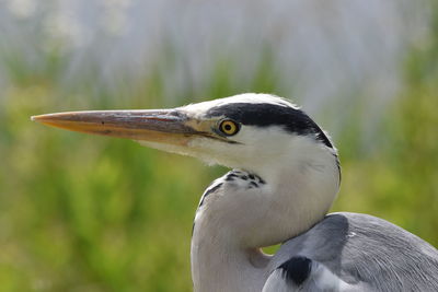 Close-up of grey heron