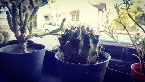 Close-up of potted plant