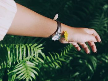 Cropped image of woman hand with yellow flower against plant