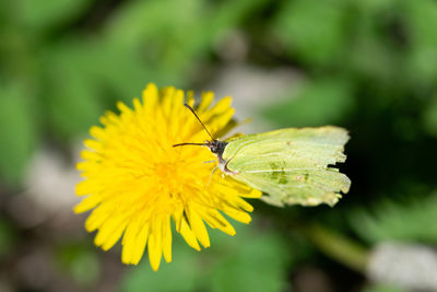 Close-up of insect on yellow flower