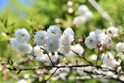 Close-up of cherry blossoms on branch