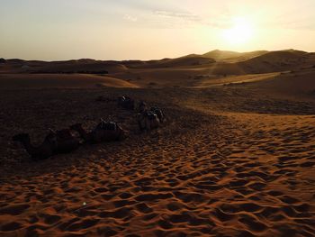 Scenic view of desert against sky during sunset