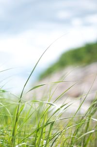 Close-up of grass growing in field